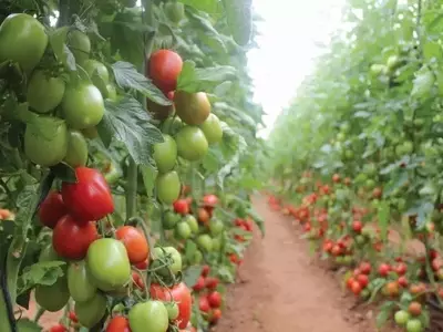 Inovações com Quelatos de Glicina Elevam a Eficiência Nutricional do Tomate