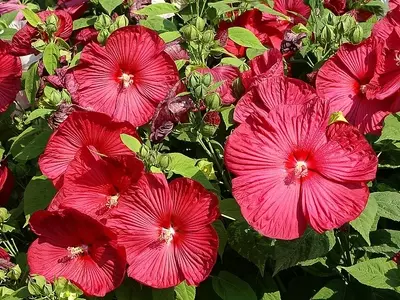 O Encanto do Hibiscus moscheutos: Uma Herbácea Resiliente para Jardins Húmidos
