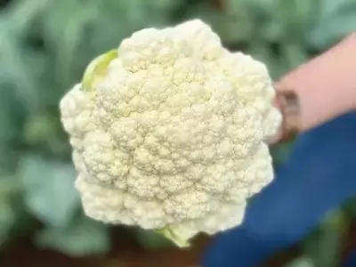 Cultivo de Couve-Flor no Verão: Superando os Desafios Climáticos com Inovação Agrícola