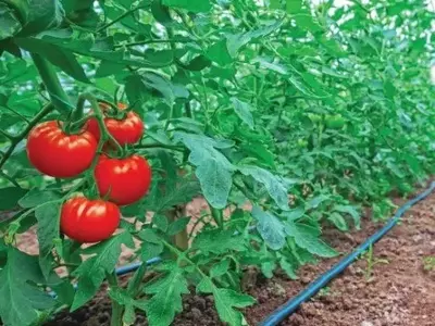 Fertirrigação com MAP Purificado: A Chave para Tomates de Qualidade Superior
