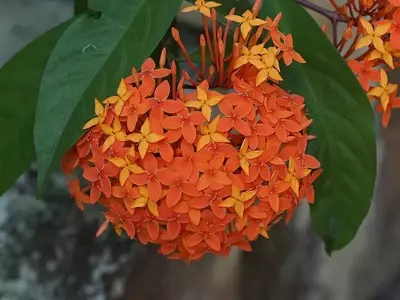 A Magnificência da Ixora Macrothyrsa em Jardins Tropicais
