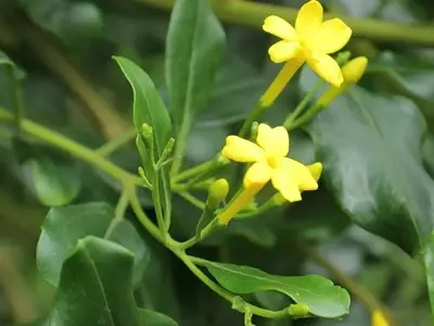 Desvendando o Jasmim-Amarelo-Perfumado: Uma Jóia Oculta para Jardins Ensolarados