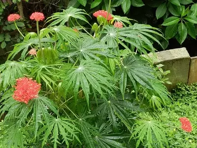 Jatropha multifida: A Beleza Escultural dos Jardins Tropicais