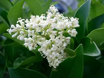 Descobrindo o Ligustrum japonicum: Um Guia Completo para Jardineiros e Paisagistas