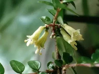 A Magnífica Lonicera nitida: Uma Joia Paisagística