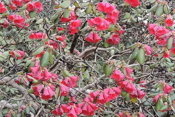 Rododendro de Thomson: A Majestade Floral dos Himalaias