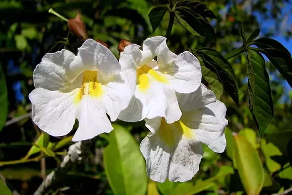 Ipê-da-Restinga: A Beleza Resiliente da Tabebuia elliptica no Litoral