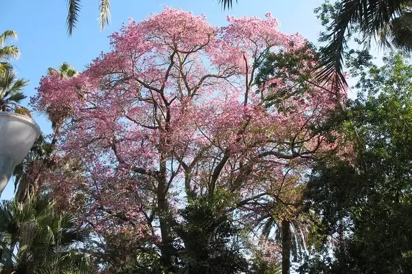 A Magnífica Ceiba pubiflora: Uma Árvore de Esperança e Resiliência