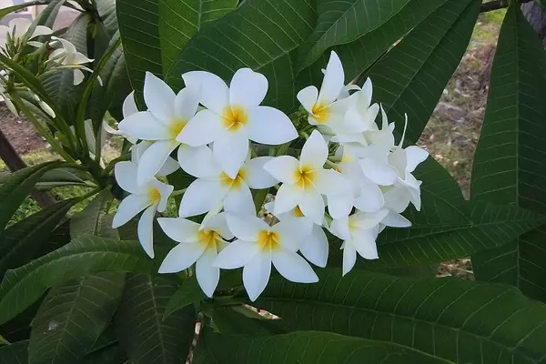 A Magnífica Plumeria Obtusa: Elegância e Perfume no Paisagismo