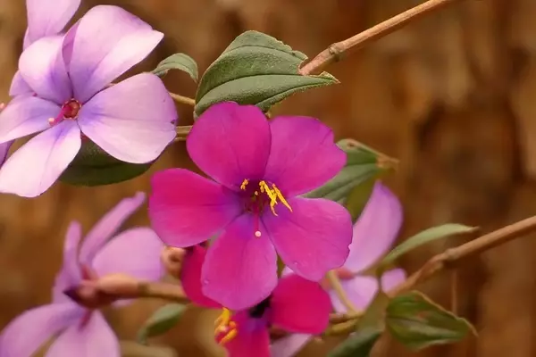 A Magnífica Quaresmeira: Uma Análise Detalhada da Tibouchina lepidota