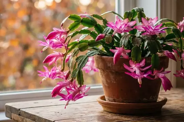 Segredos para uma Floração Deslumbrante da Flor-de-Maio no Outono
