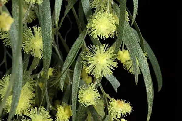 Acácia Cognata: A Elegância em Cascata para Jardins Modernos