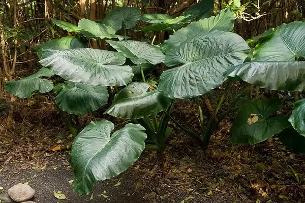 A Magnífica Alocasia Odora: Uma Joia Tropical para Seu Jardim