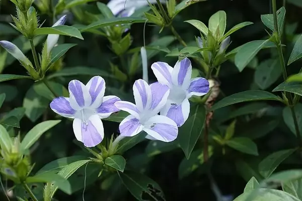 Barleria Cristata: Uma Versátil Violeta Tropical no Paisagismo