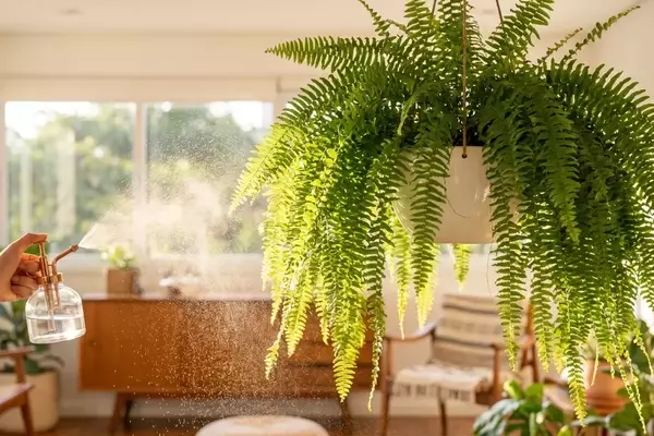 O Guia Essencial para o Cultivo de Samambaias Vibrantes: Revelando Segredos dos Especialistas