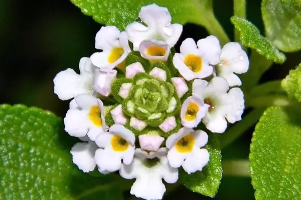 Lantana Involucrata: Beleza Delicada e Resiliência Costeira