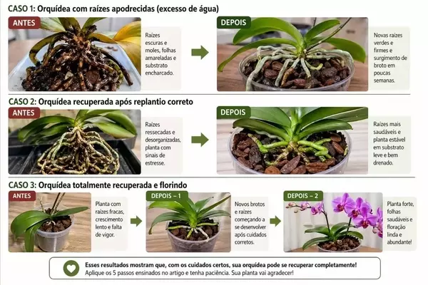 Guia Abrangente para Revitalizar Orquídeas com Perda de Folhas