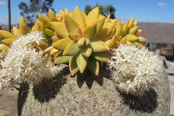 Sedum Nussbaumerianum: Um Toque Dourado no Seu Jardim