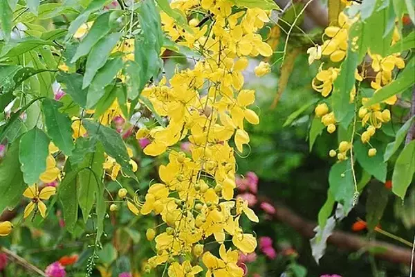 Cassia leiandra: Uma Espécie Amazônica Promissora para Paisagismo