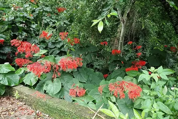 A Exuberância do Clerodendrum japonicum: A Flor-Pagode Vermelha