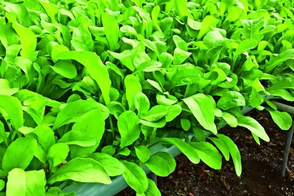 Aumento da Produção de Rúcula com Hidroponia: Uma Análise Detalhada