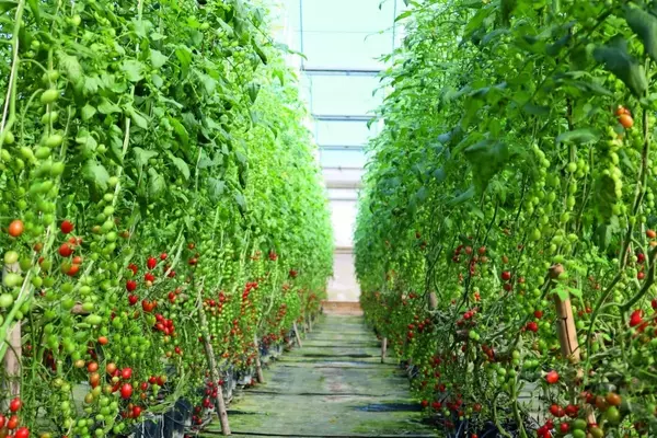 A Importância da Escolha Certa de Filmes Agrícolas para o Cultivo de Tomates