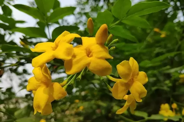 A Magnificência do Jasmim-Humilde: Uma Beleza Amarela com Essência Suave
