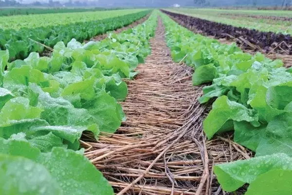 Avanço do Sistema de Plantio Direto de Hortaliças no Brasil