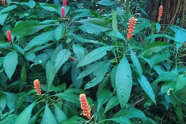 Desvendando a Aphelandra liboniana: Uma Beleza Tropical Essencial para o Paisagismo Sombreado