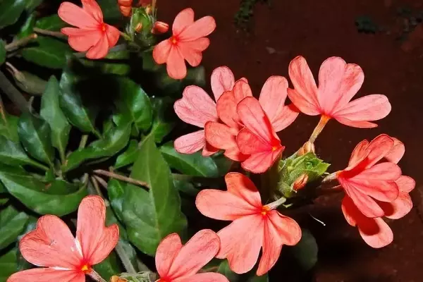 Crossandra infundibuliformis: A Flor Tropical de Fogo que Encanta