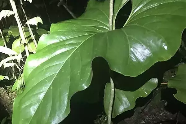 Anthurium brownii: Uma Elegância Natural para Seu Jardim