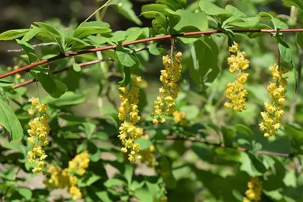 A Magnificência do Berberis koreana: Um Guia Completo