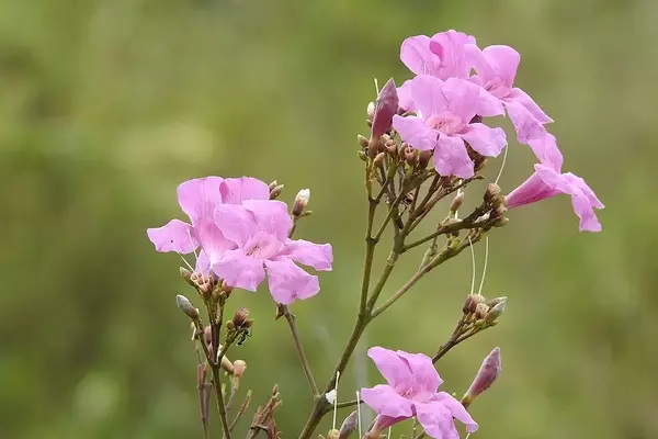 Fridericia platyphylla: Uma Trepadeira Nativa com Grande Potencial Ornamental e Ecológico