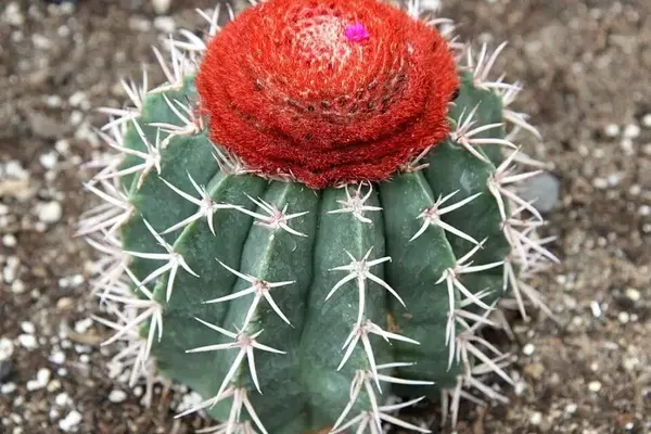 Melocactus zehntneri: O Símbolo Resistente da Caatinga Brasileira