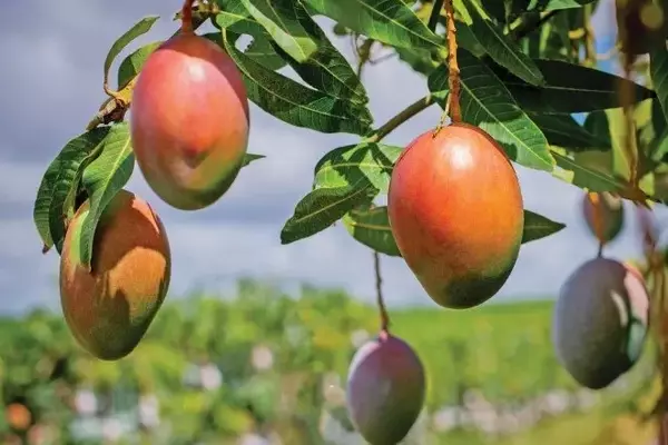 Aprimorando o Valor da Fruta: Foco na Qualidade e no Sabor, Não Apenas na Aparência