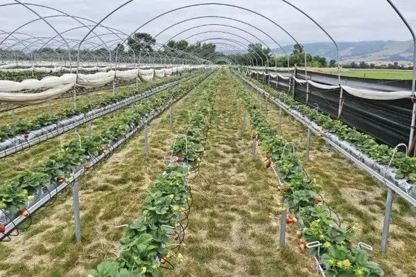 Avanços na Cultura de Morangos em Ambientes Controlados com Substratos de Coco