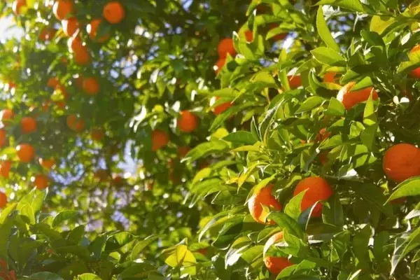 Ameaça do Greening nos Pomares de Laranja do Brasil: Desafios e Estratégias de Manejo