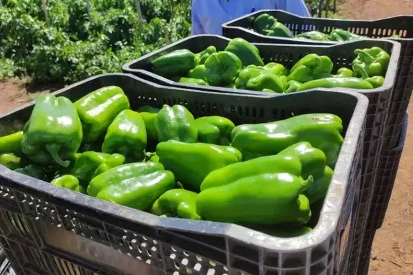 Maximizando a Lucratividade no Cultivo de Pimentões: Além da Produtividade Bruta