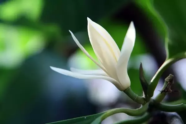 A Elegância da Magnolia × alba: Perfume e Presença em seu Jardim
