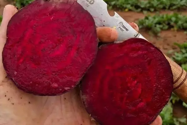 A Estratégia de Armazenamento Revoluciona a Comercialização da Beterraba