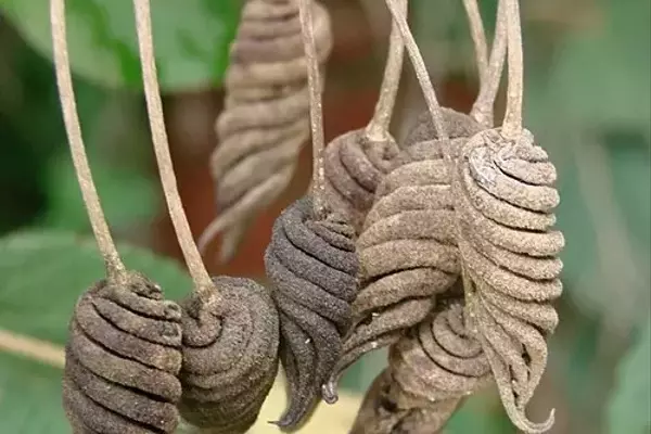 Descobrindo a Helicteres brevispira: A Curiosidade Brasileira nos Jardins Tropicais