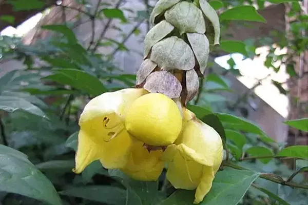 A Magnífica Gmelina philippensis: Um Arbusto Exótico para Jardins Tropicais