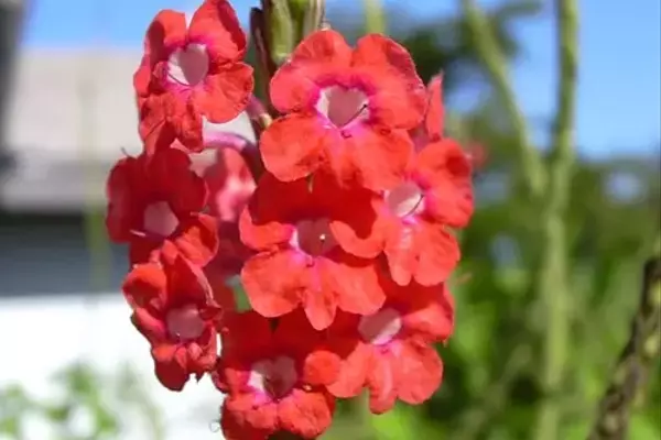 Descobrindo a Beleza e o Potencial Paisagístico da Stachytarpheta mutabilis