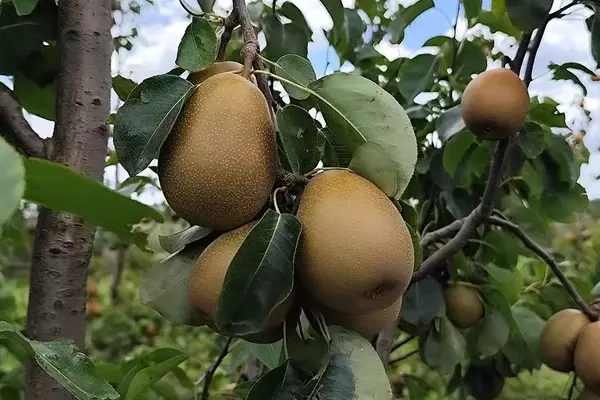 BRS Áurea: Uma Inovação Promissora para o Cultivo de Peras no Sul do Brasil