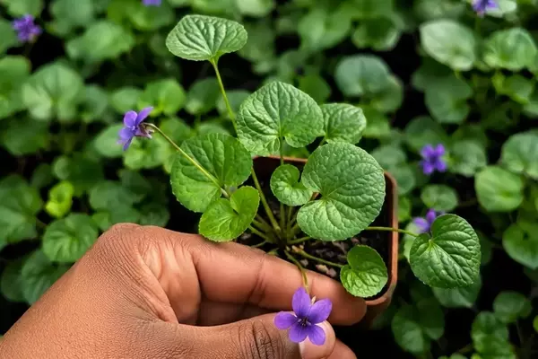 Descobrindo a Viola Odorata: Beleza Perfumada e Usos Culinários