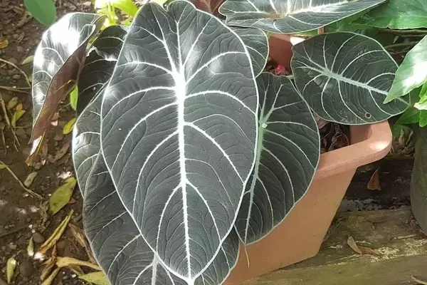 Descobrindo a Alocasia Reginula: A Pequena Rainha Aveludada