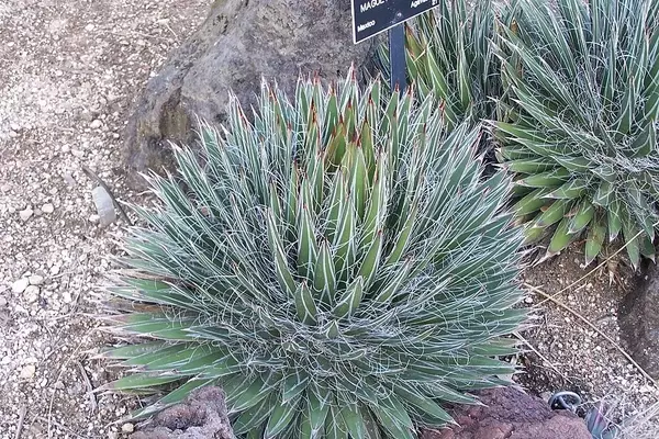 Agave Filifera: Uma Joia Exótica para Seu Jardim
