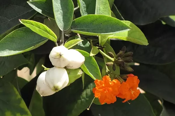 Cordia Sebestena: A Árvore Versátil para Paisagismo Tropical