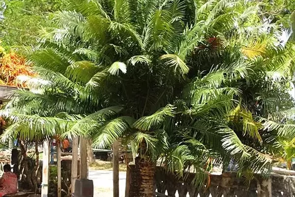 Descobrindo a Cycas rumphii: Uma Joia Tropical no Paisagismo