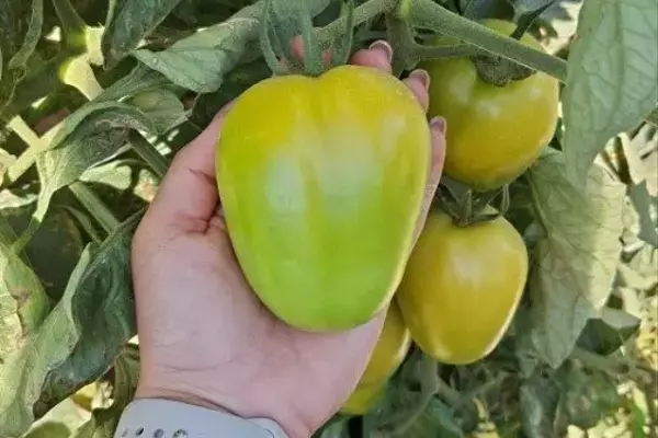 A Importância Crucial da Qualidade do Tomate para o Mercado Agrícola